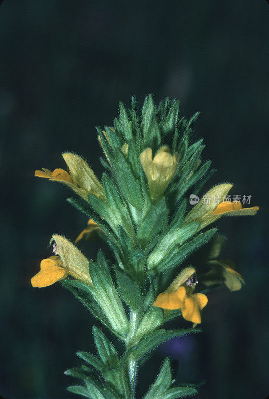 粘胶Parentucellia viscosa是一种开花植物，在Orobanchaceae科，俗称黄巴仔草和黄腺草。列当科。